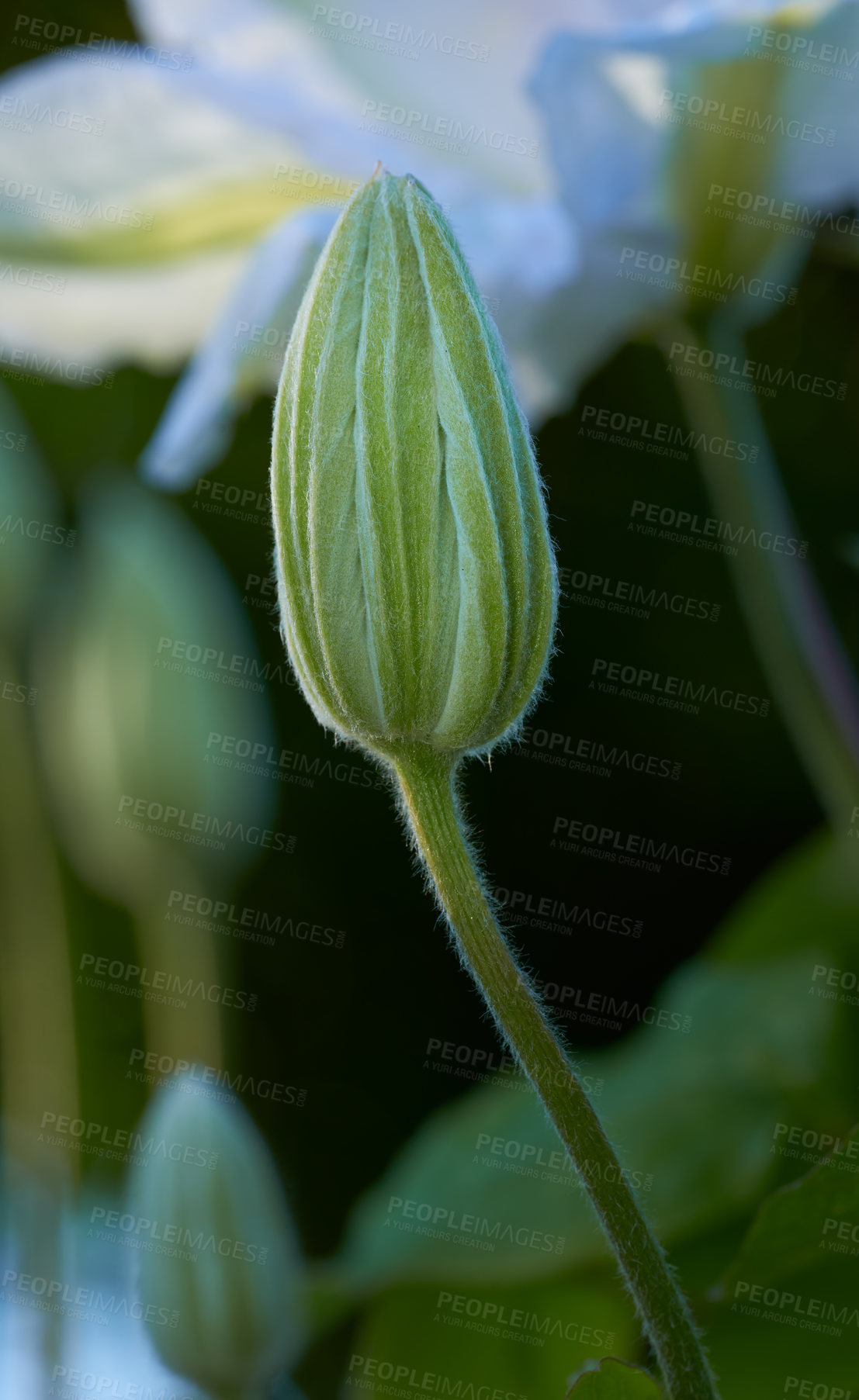 Buy stock photo Flowers, garden and clematis bud in nature for bright color display in season, outdoor and spring. Sustainability, earth and texture with plants as botany, blossom and floral wallpaper for background