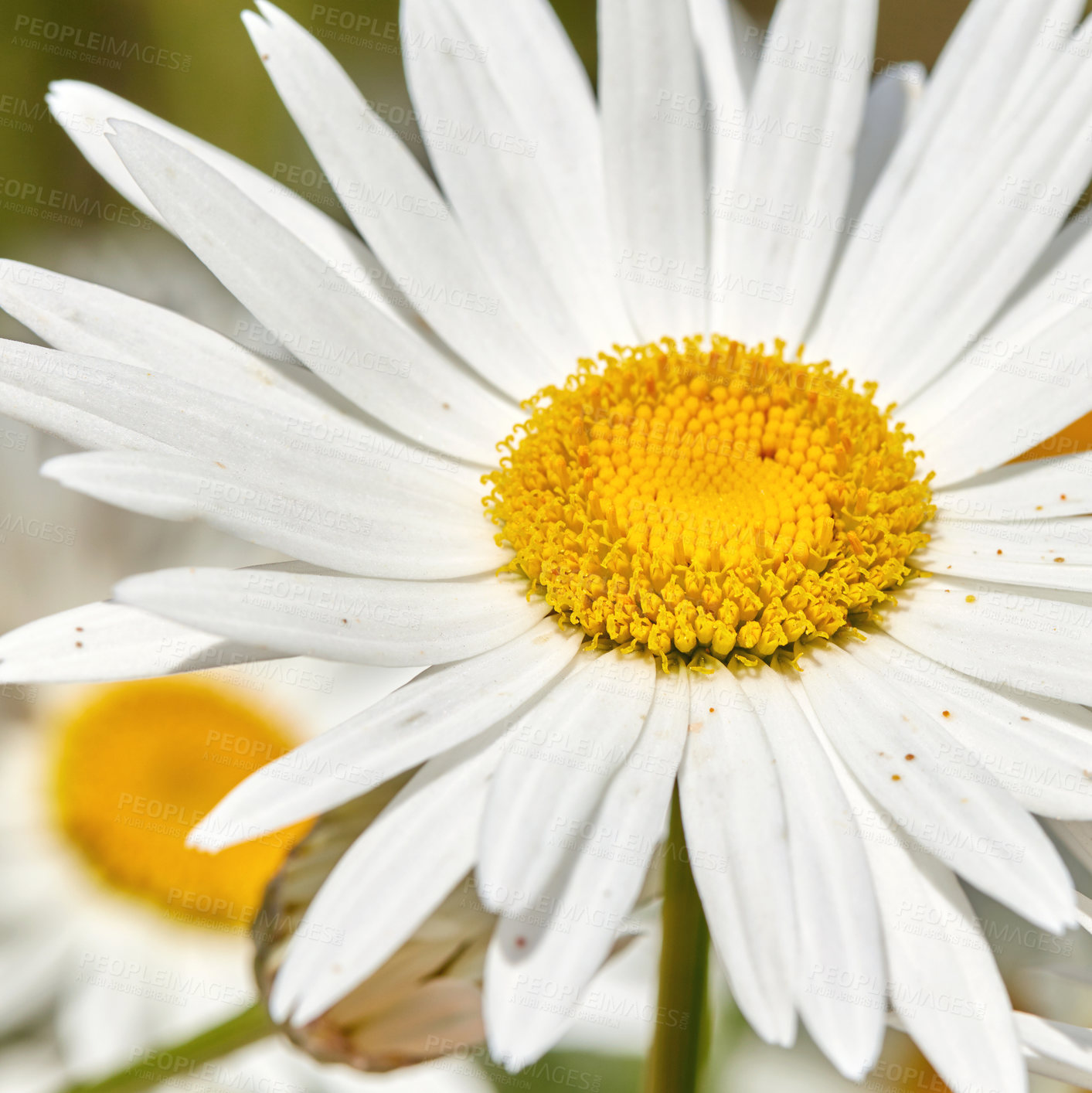 Buy stock photo Flower, nature and white daisy in garden for blooming season, blossom or growth in spring. Closeup, plant and sustainable gardening with floral petals, pollen and ecology in eco friendly environment