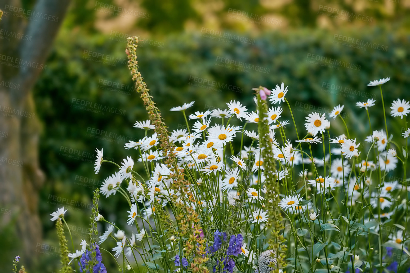 Buy stock photo Daisy, nature and flowers in garden for growth, ecology and blossom outdoor in spring. Countryside, floral plants and leaves for botany, sustainability and eco friendly at park for decor in Germany