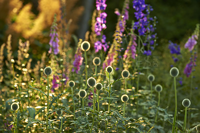 Buy stock photo Shot of garden flowers growing outside 