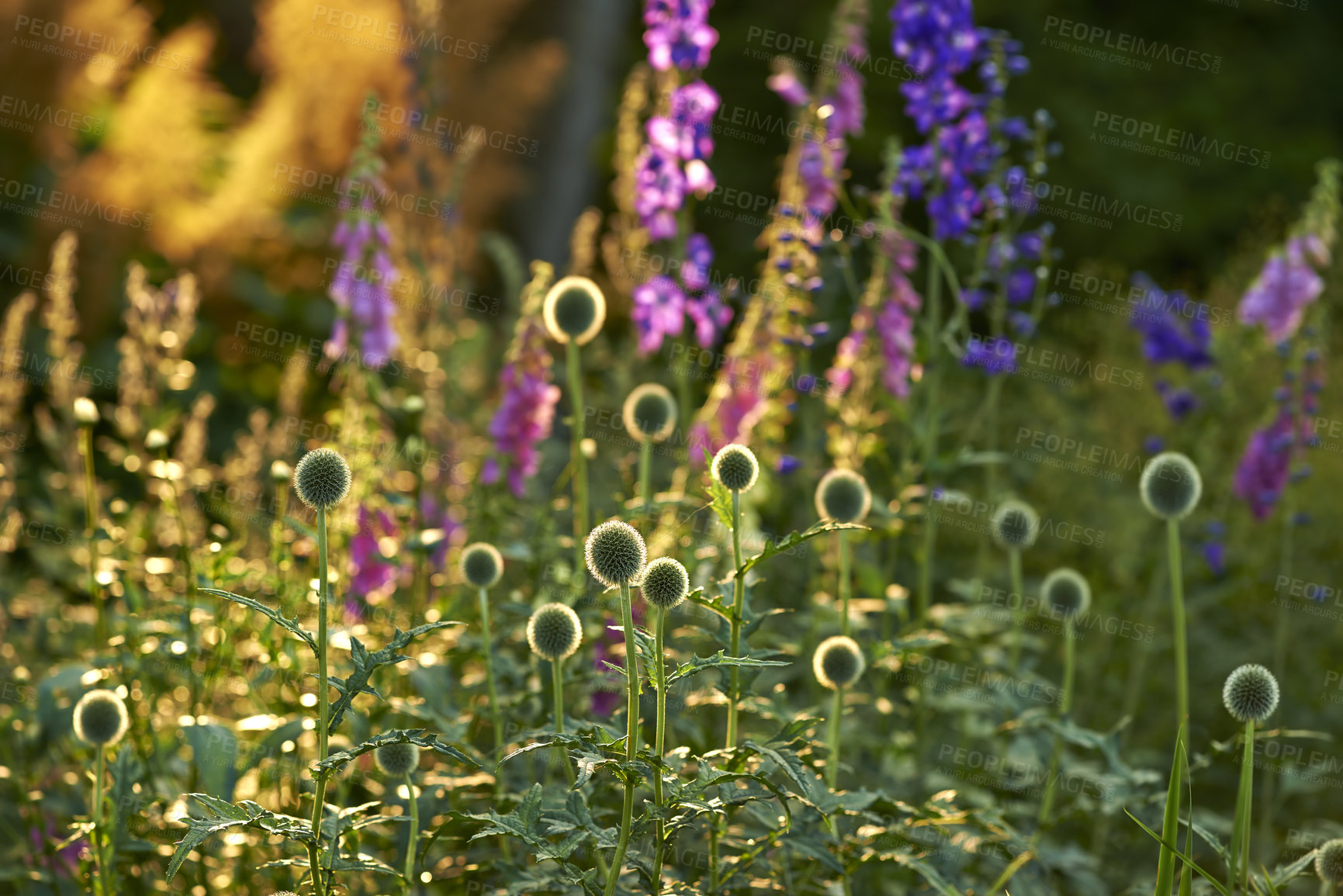 Buy stock photo Shot of garden flowers growing outside 