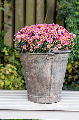 Buy stock photo Nature, outdoor and flowers in bucket in garden for growth, ecology or blossom in environment. Backyard, floral plants or leaves for botany, sustainability or aster daisy for decoration in spring