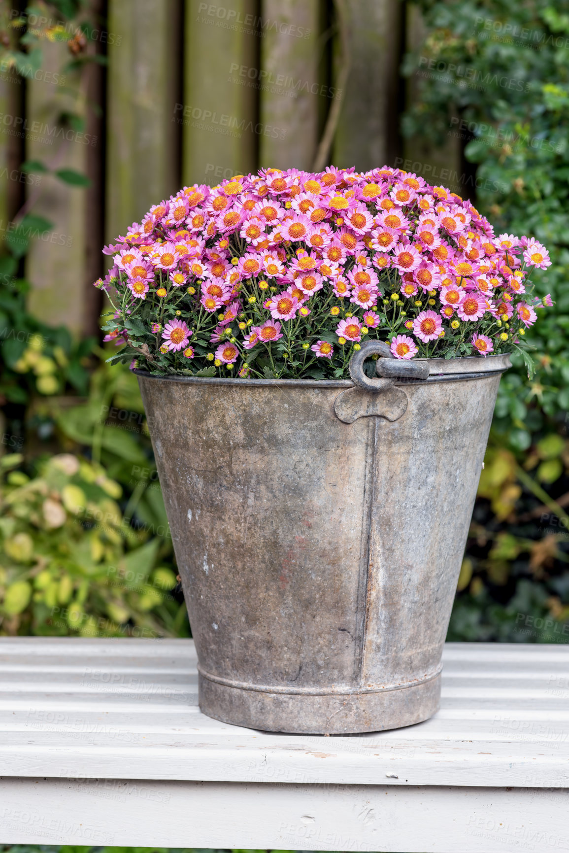 Buy stock photo Nature, outdoor and flowers in bucket in garden for growth, ecology or blossom in environment. Backyard, floral plants or leaves for botany, sustainability or aster daisy for decoration in spring