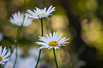 Beautiful budding flowers