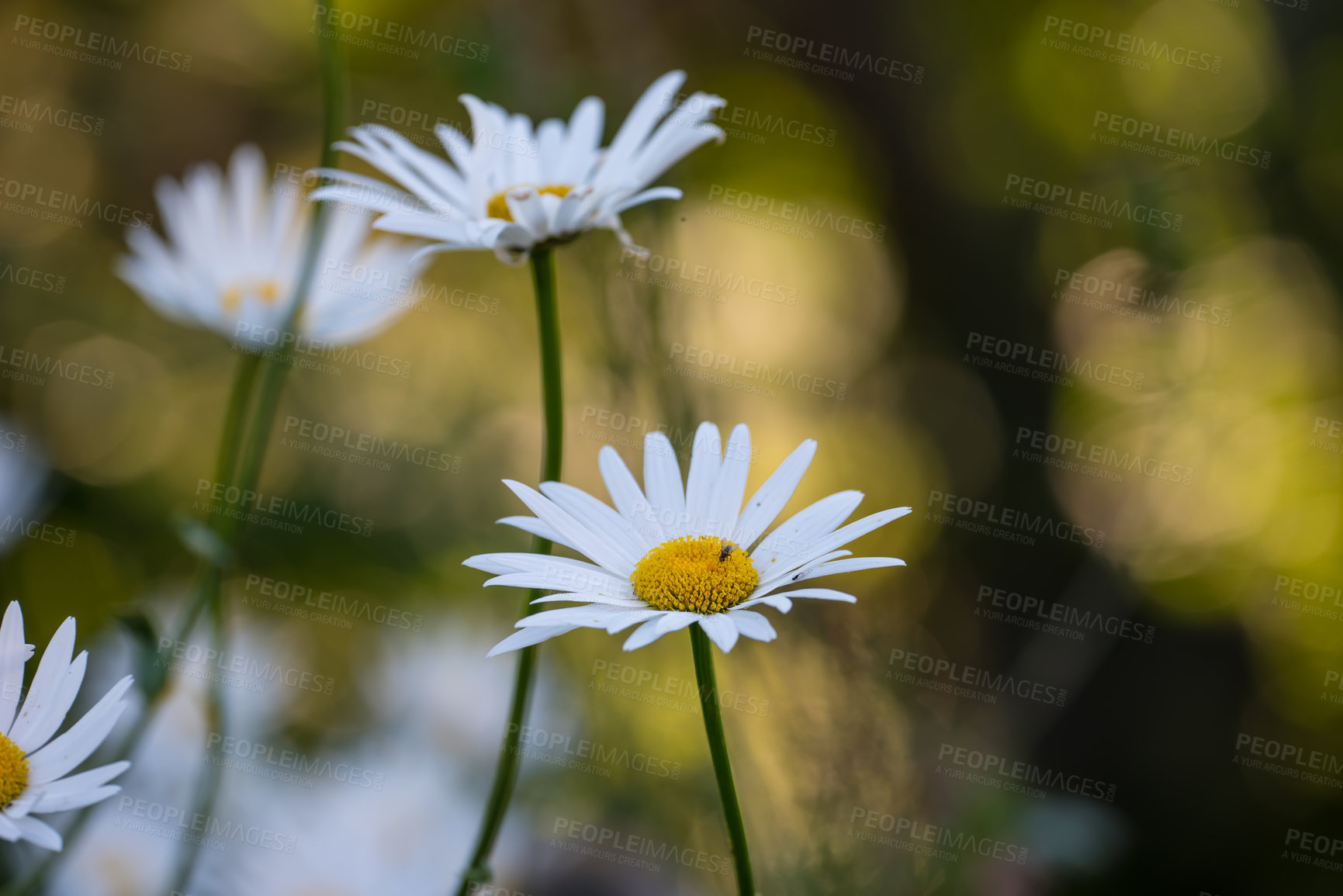 Buy stock photo Flower, nature and daisy plant in garden for blooming season, blossom and growth in spring. Closeup, field and sustainable gardening with floral petals, pollen or ecology in eco friendly environment