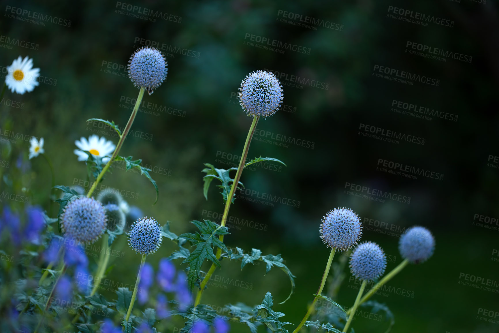 Buy stock photo Flowers, botany and globe thistle in garden for bright color display in season, outdoor and spring. Sustainability, earth and texture with plants as nature, blossom and floral wallpaper in background