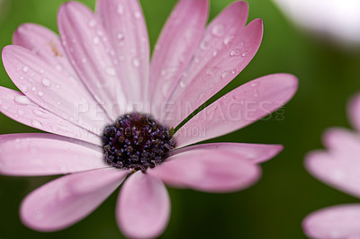 Buy stock photo Flowers, nature and daisy in spring, macro and bright color display in season, outdoor and garden. Sustainability, earth and texture with plants as botany, blossom and floral wallpaper on background