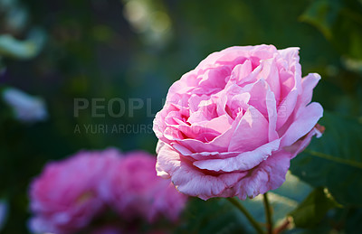 Buy stock photo Flower, plant and pink rose in garden for blooming season, blossom and growth in spring. Closeup, nature and sustainable gardening with floral petals, leaves and ecology in eco friendly environment