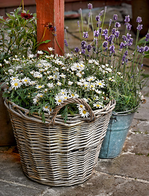 Buy stock photo Home, garden and flower on bucket for sustainability, eco friendly and green environment. Outdoor, house and plant or roses with growth, future and blossom for nature, conservation and botany