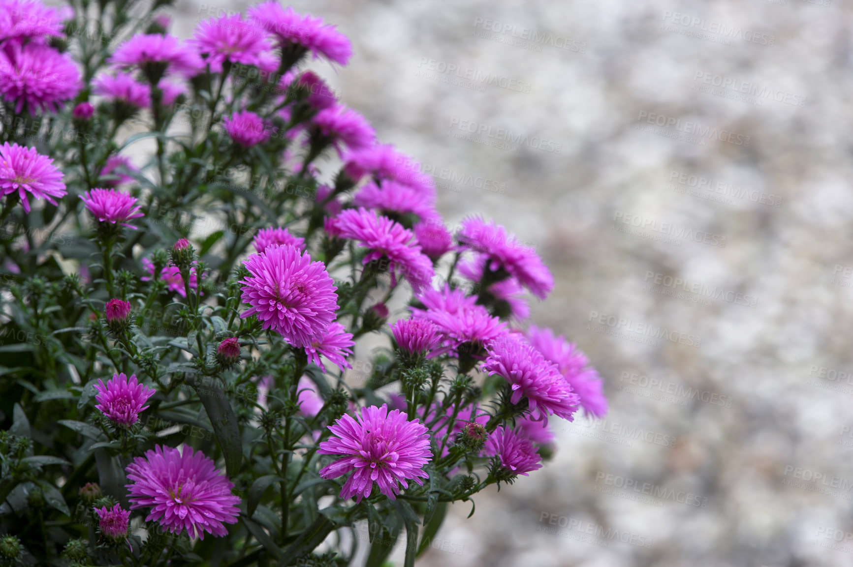 Buy stock photo Shot of garden flowers growing outside 