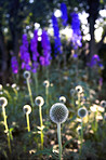 Beautiful budding flowers