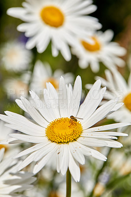 Buy stock photo Daisy, flowers and nature with bee, environment and leaves with growth, sustainability and spring. Empty, insect and floral with marguerite, gardening or natural with agriculture, pollinate or plants