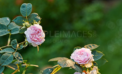 Buy stock photo A photo of a beautiful pink rose in the garden