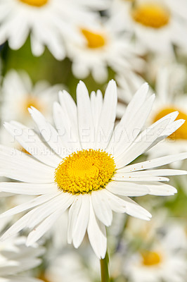 Buy stock photo Daisy closeup, outdoor or flowers in environment, botanical bush and park or blooming in nature. Plant, blossom and countryside with botany for peace in ecosystem, wilderness and vegetation growth