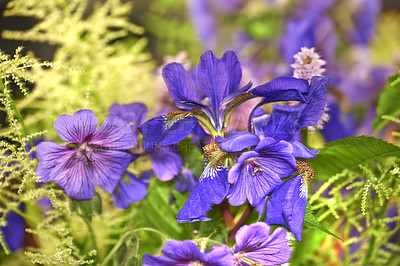 Buy stock photo Calm, flowers and outdoor ecology in environment, cranesbill bush and growth or bloom in nature. Closeup, blossom and countryside forest with botany for peace in ecosystem, wilderness and vegetation