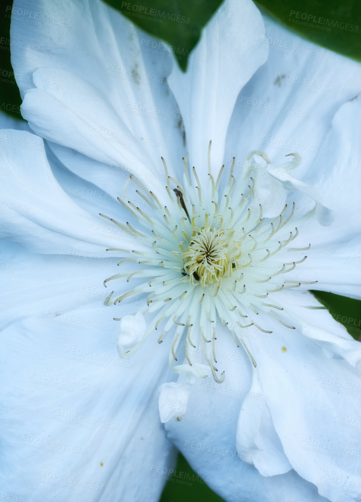 Buy stock photo Plant, bud and outdoor macro in environment, flower bush and growth or blooming in nature. Ecology, clematis and countryside forest with botany for peace in ecosystem, wilderness and vegetation