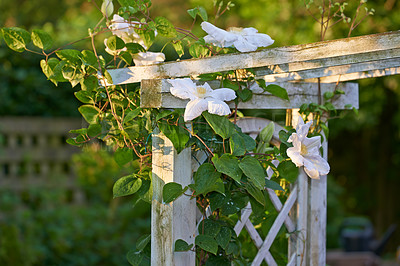Buy stock photo Nature, spring and environment with flowers in garden for sustainability, growth and ecosystem. Biodiversity, conservation and ecology with clematis plant in countryside for blossom and season 