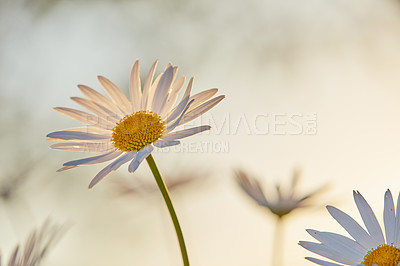 Buy stock photo Garden photos - the beautiful Daisy - Marguerite 