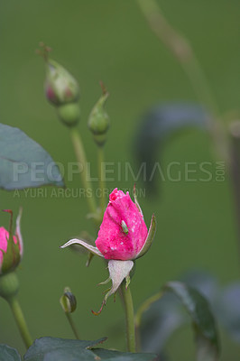 Buy stock photo Nature, spring and rose with flowers in garden for sustainability, growth and ecosystem. Biodiversity, conservation and ecology with plant in countryside for blossom, environment and season 