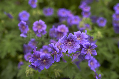 Buy stock photo Flower, woods and outdoor ecology in environment, cranesbill bush and growth or blooming in nature. Plant, blossom and countryside forest with botany for peace in ecosystem, wilderness and vegetation