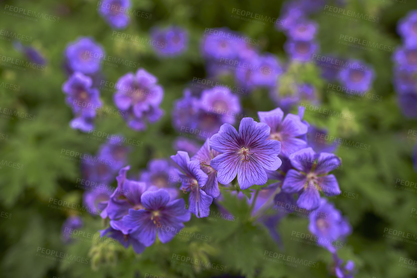 Buy stock photo Flower, woods and outdoor ecology in environment, cranesbill bush and growth or blooming in nature. Plant, blossom and countryside forest with botany for peace in ecosystem, wilderness and vegetation