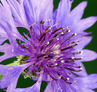 Buy stock photo Nature, spring and closeup with flowers in garden for sustainability, growth and ecosystem. Biodiversity, conservation and ecology with cornflower plant in countryside for blossom and season 