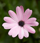 Osteospermum Flowers - Pink Daysi