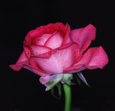 Buy stock photo Nature, spring and environment with rose on black background for sustainability, growth and ecosystem. Plant, conservation and ecology with flower closeup for blossom, gardening and valentines day