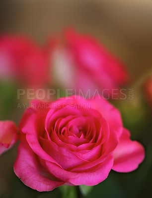 Buy stock photo Nature, spring and environment with rose in garden for sustainability, growth and ecosystem. Biodiversity, conservation and ecology with plant in countryside for blossom, flowers and season 