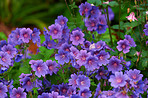Meadow Geranium - also Geranium pratense - Johnson&Acirc;&acute;s Blue