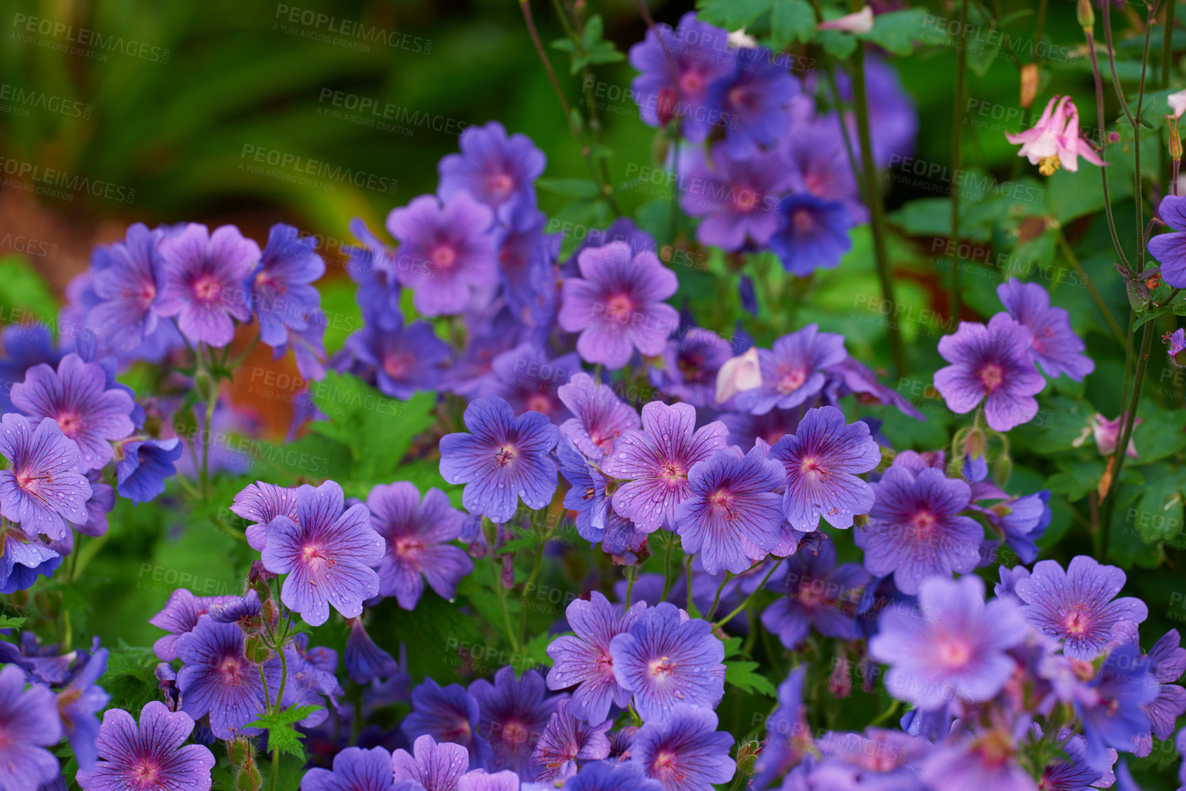 Buy stock photo Cranesbill, purple or flowers in environment, botanical bush or park for natural blooming plants in nature. Geranium, blossom or countryside botany in ecosystem or outdoor meadow for floral growth