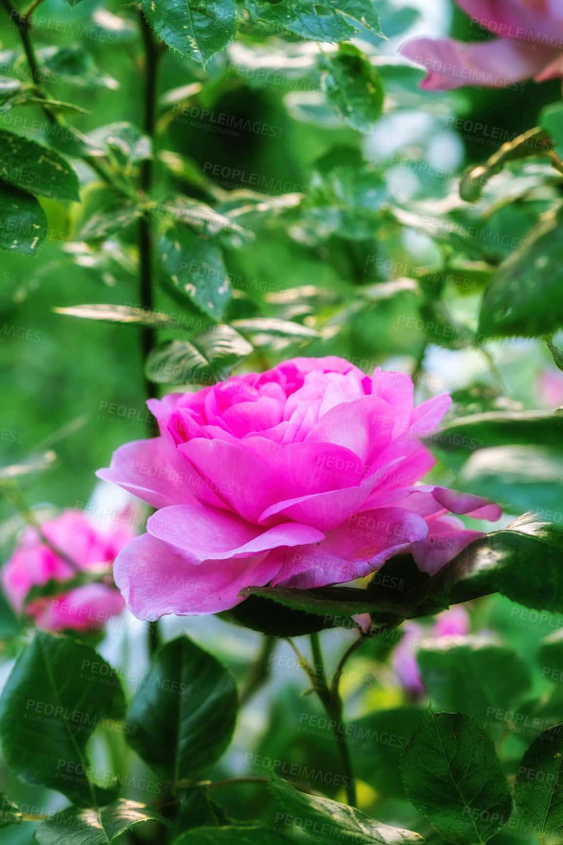 Buy stock photo Rose, field and outdoor ecology in environment, flower bush and growth or blooming in nature. Plant, blossom and countryside forest with botany for peace in ecosystem, wilderness and vegetation