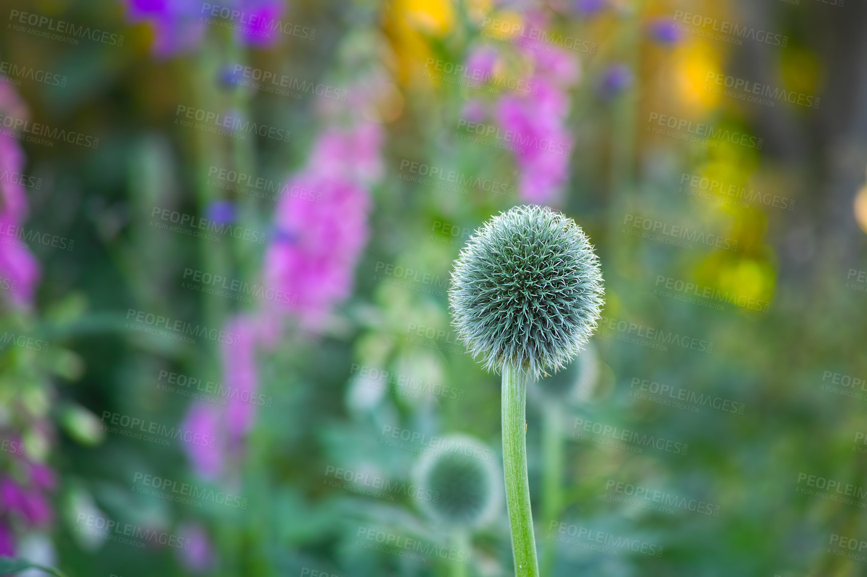 Buy stock photo Nature, spring and growth with flowers in garden for sustainability, green and ecosystem. Biodiversity, conservation and ecology with blue globe thistle plant in countryside for blossom and season 