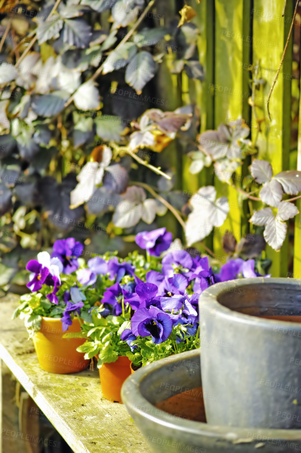 Buy stock photo Garden, spring and growth of pot plants, petals and color of flowers, outdoor and nature in environment. Floral, eco friendly and bloom of seedling, sustainability and sprout of bluebell or botanical