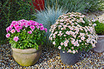 Osteospermum Flowers - Pink Daysi