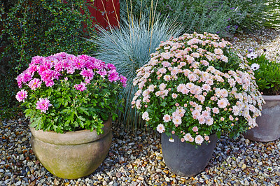 Buy stock photo Garden, outdoor and growth of flowers, color and bloom of pot plant, spring and nature in environment. Floral, eco friendly and sprout of seedling, sustainability and petals of ray florets and leaves