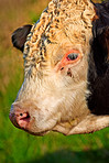 Brown cow - all brown 