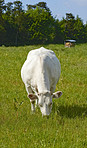 White cows - all white 