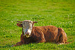 Brown cow - all brown 