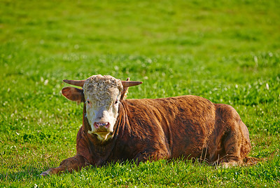 Buy stock photo One hereford cow sitting alone on a farm pasture. Hairy animal isolated against green grass on a remote farmland and agriculture estate. Raising live cattle, grass fed diary farming industry
