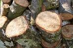 Wooden logs