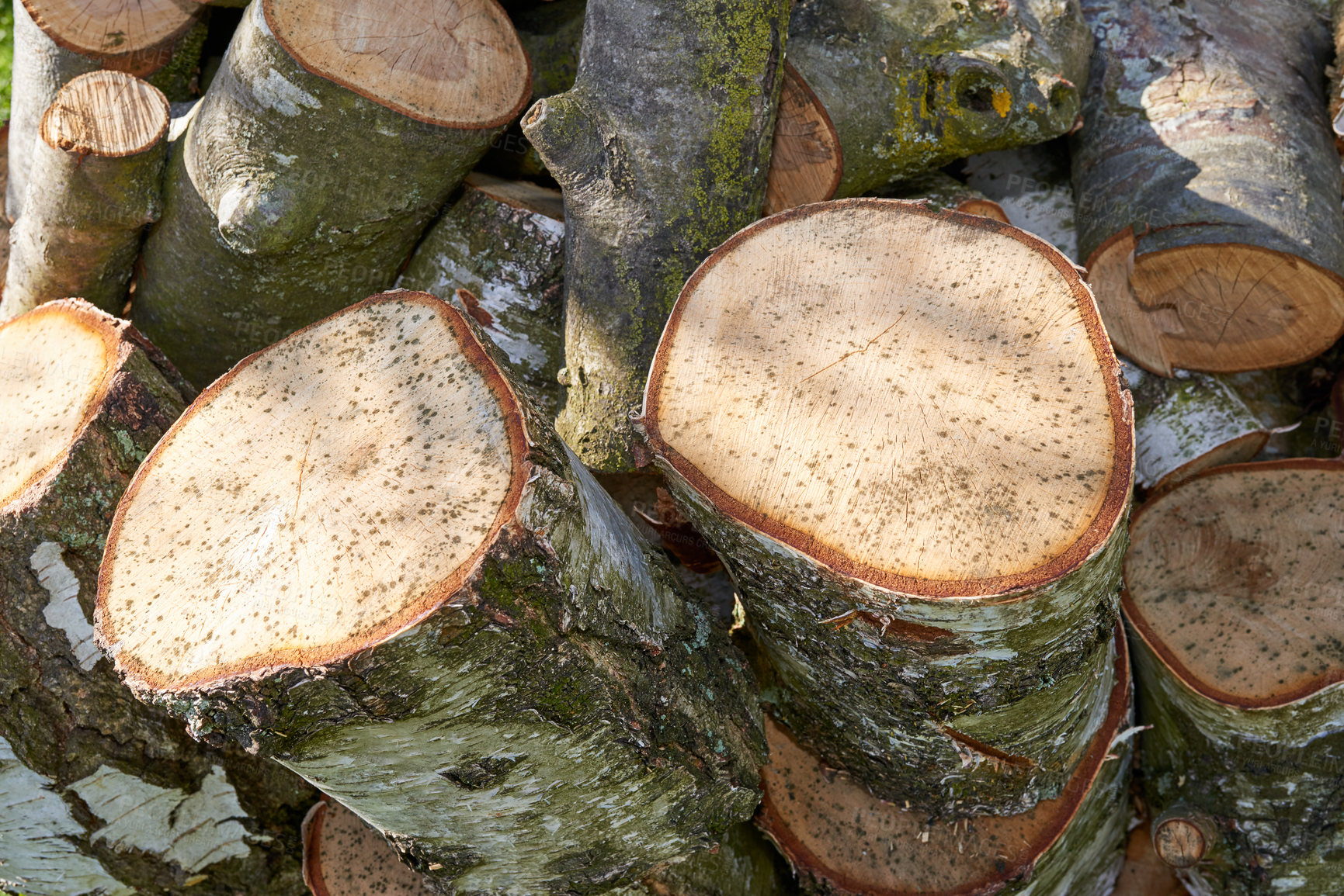Buy stock photo A pile of chopped tree logs outdoors on a summer day in a forest. Closeup of brown wooden texture background of sawn stamps for firewood in a lumberyard. Collecting dry timber cut hardwood for winter