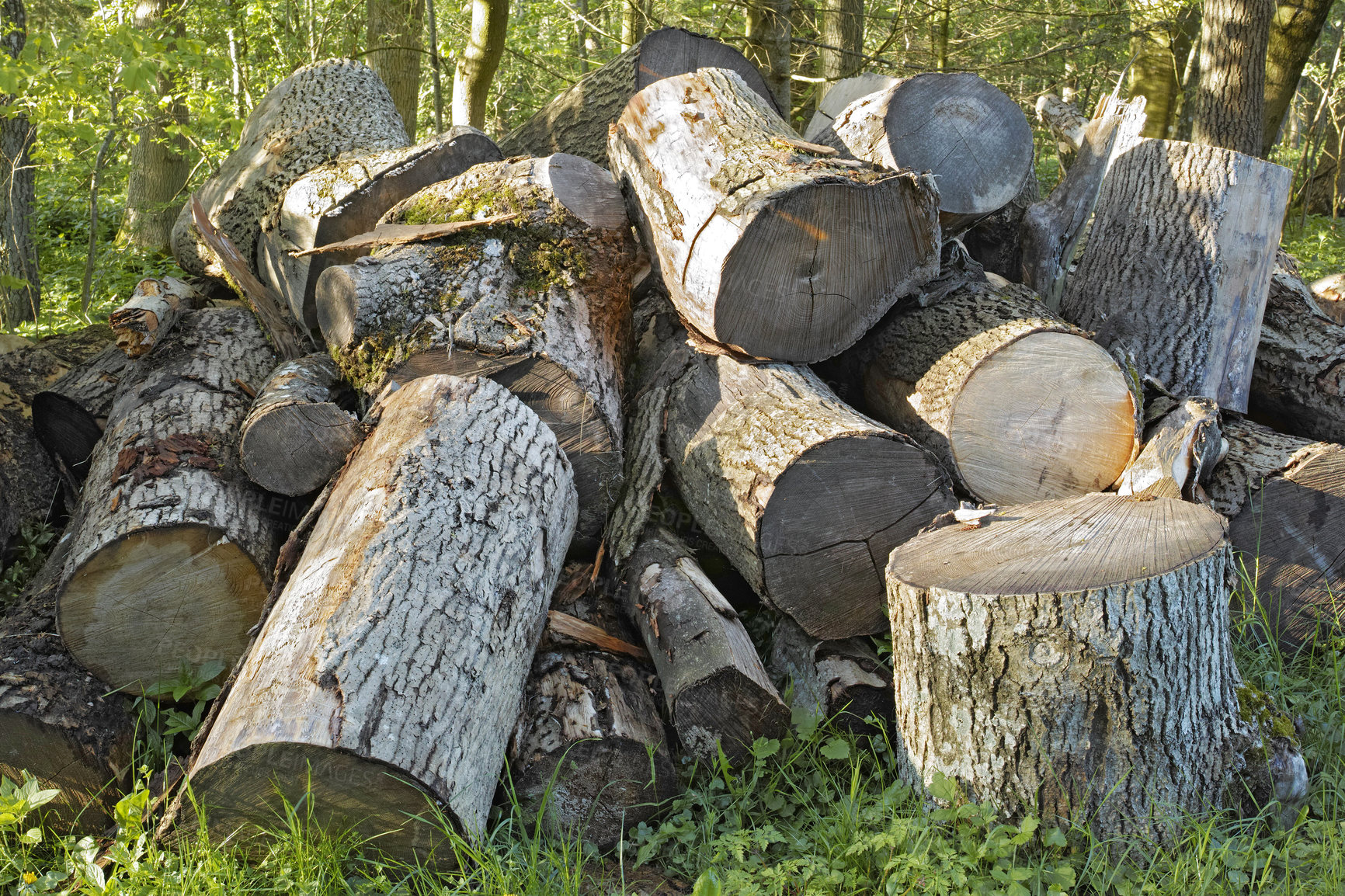 Buy stock photo Pile of wooden logs lying on the grass in a forest. Freshly chopped tree pines for alternative heat such as woodfires. A woodpile used in the timber or lumber industry. A stack of ready cut dry wood