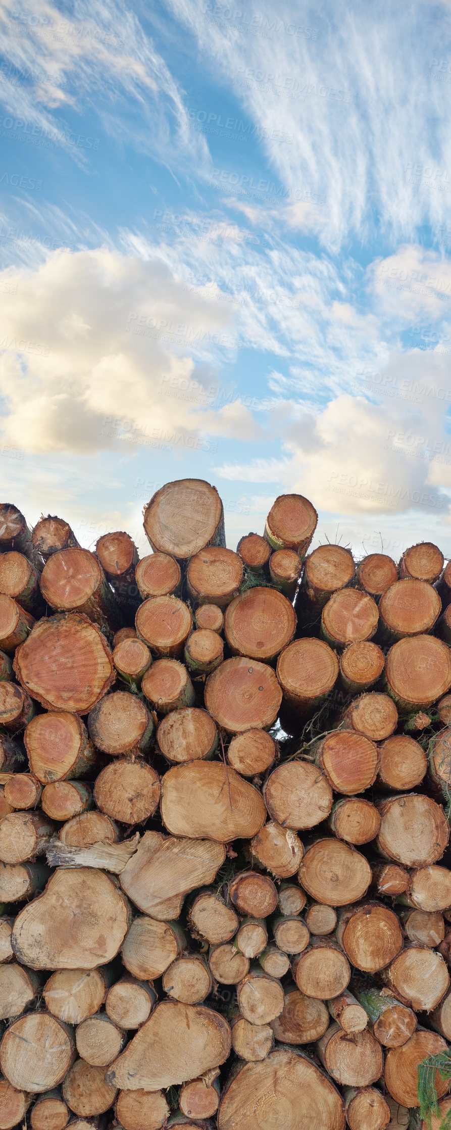 Buy stock photo Chopped wooden tree logs stacked against a cloudy blue sky background with copyspace. Closeup of a pile of dry brown timber stumps cut for deforestation and to use as firewood or for building material