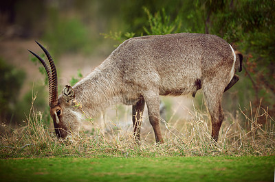 Buy stock photo Shot of a buck grazing on the plains of Africa