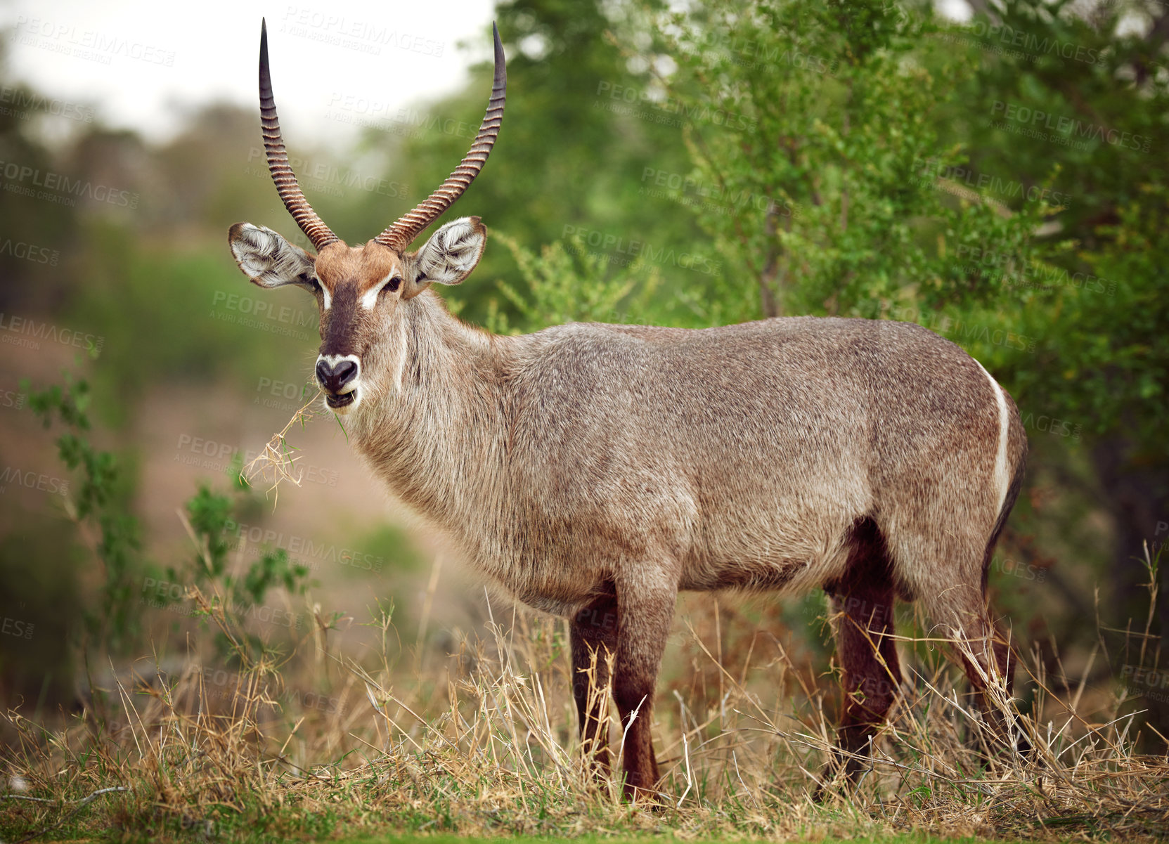 Buy stock photo Safari, animal and buck in nature with conservation, outdoor travel park or biodiversity in grassland. Wildlife, ecology and horned antelope in environment on African game reserve for eco tourism