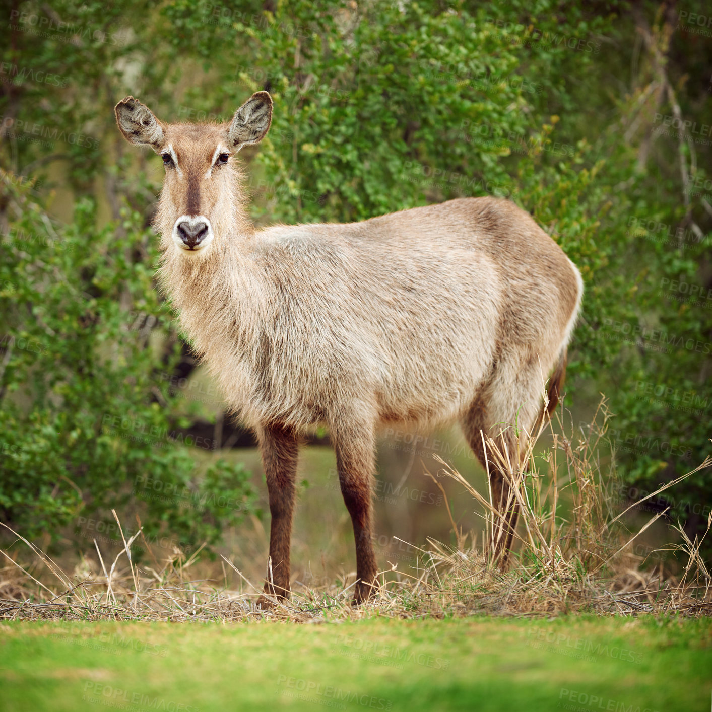 Buy stock photo Shot of a buck on the plains of Africa