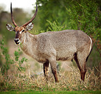 Grazing on the plain