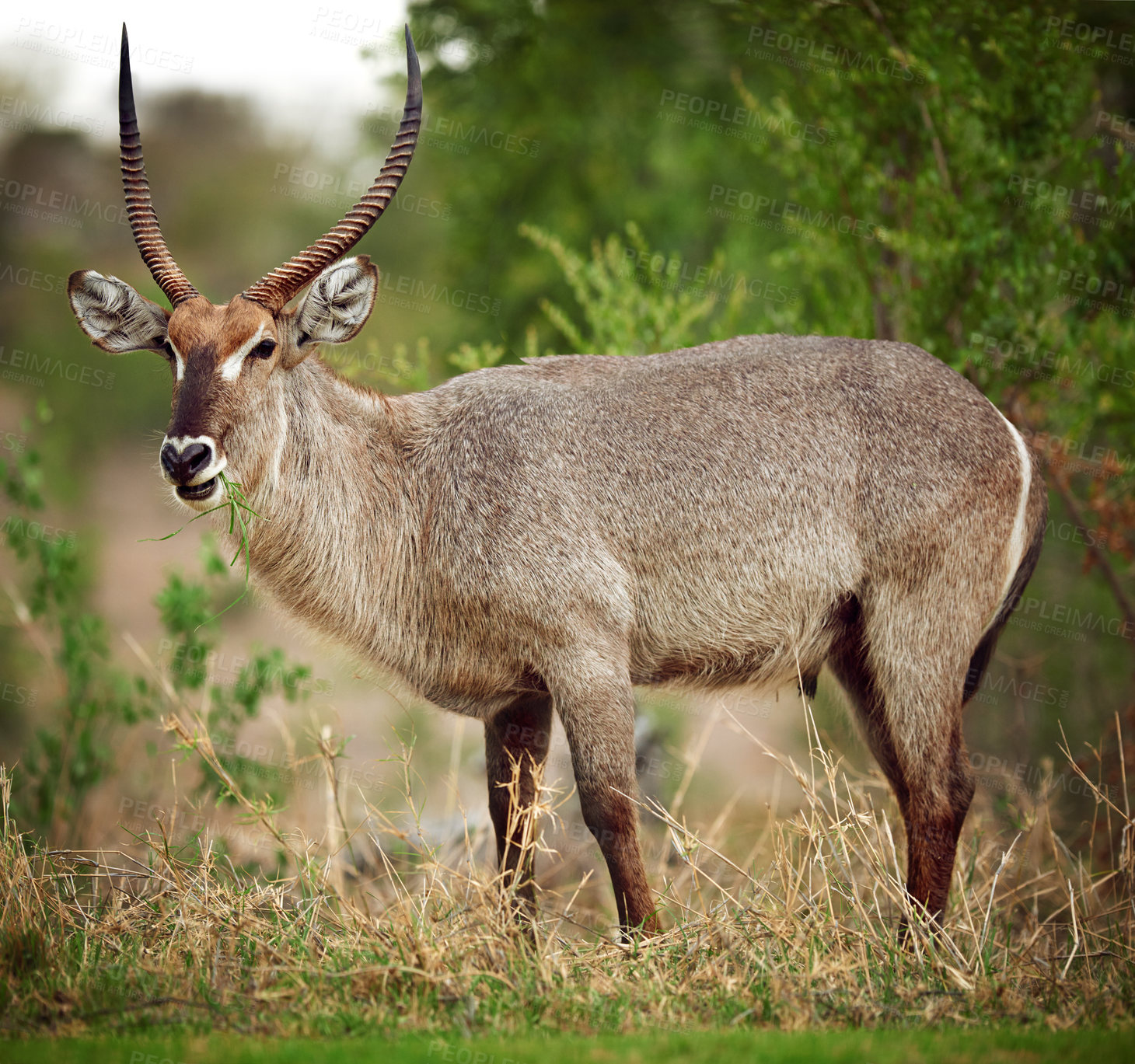 Buy stock photo Safari, animal and buck eating grass for nature conservation, outdoor travel park or biodiversity in field. Wildlife, ecology or horned antelope in environment on African game reserve for eco tourism