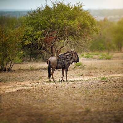 Buy stock photo Shot of a wildebeest out in the african bush